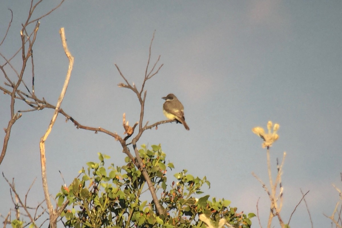 Thick-billed Kingbird - ML49298051