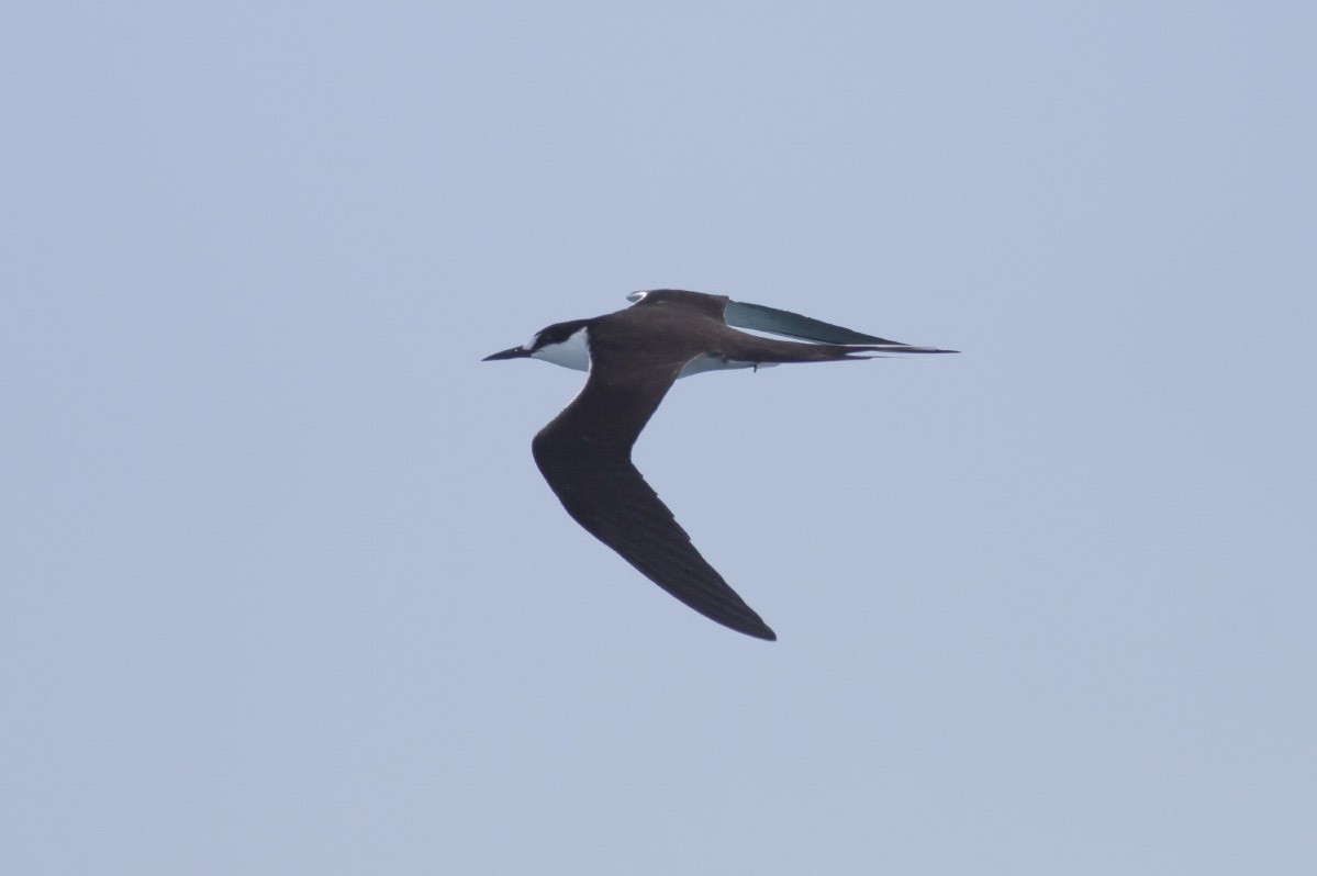 Sooty Tern - ML49298101