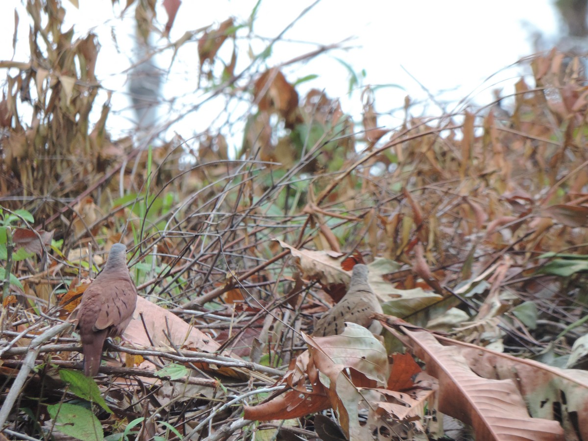 Ruddy Ground Dove - ML492981201