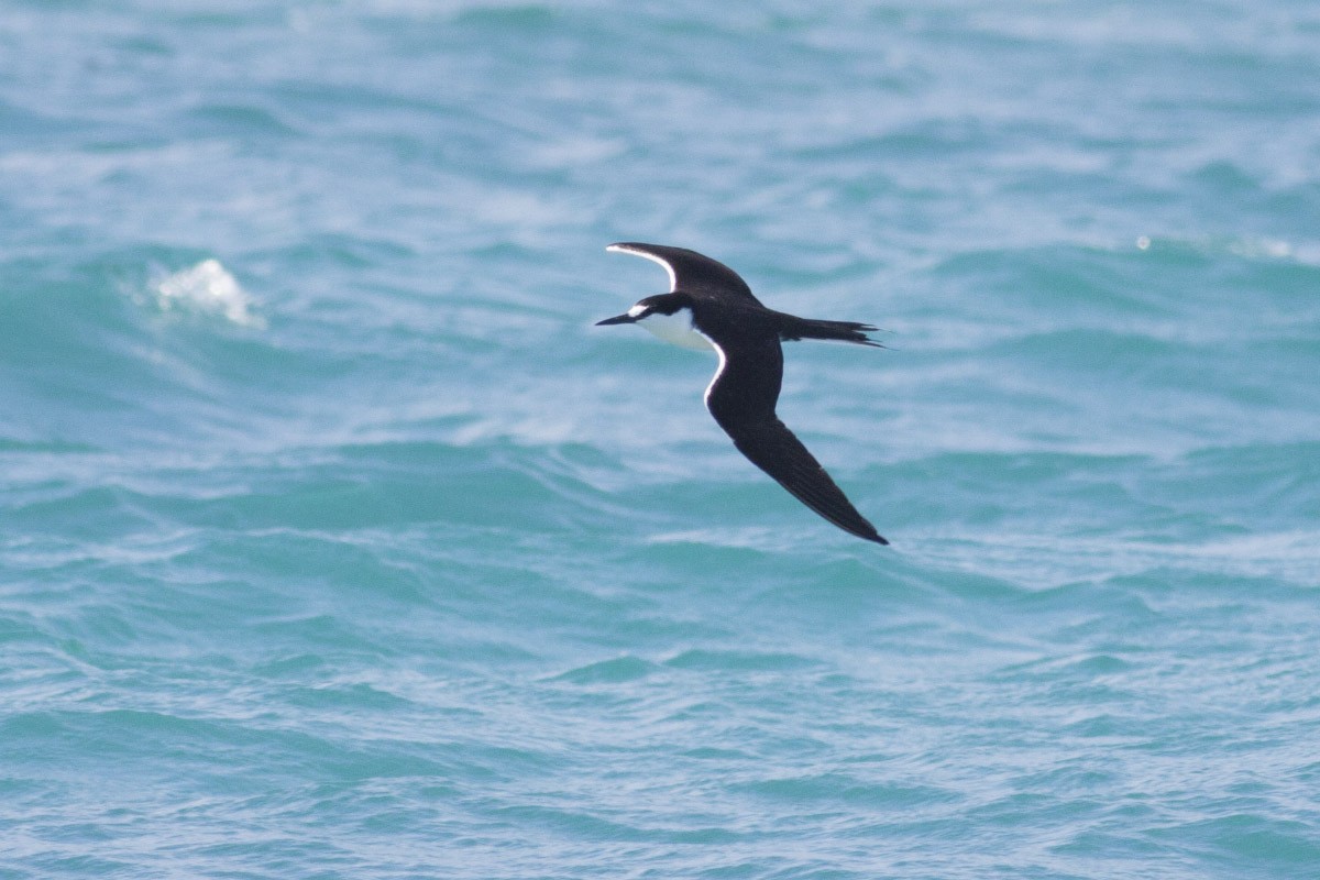 Sooty Tern - ML49298121