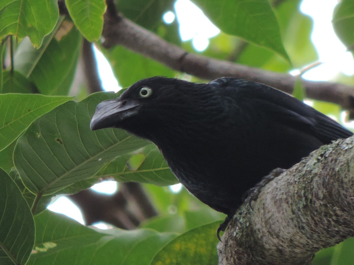 Greater Ani - ML492981401