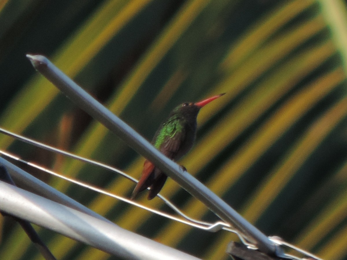Rufous-tailed Hummingbird - ML492981491