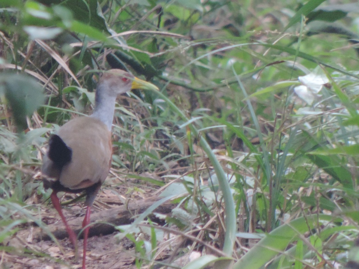 Gray-cowled Wood-Rail - ML492981581
