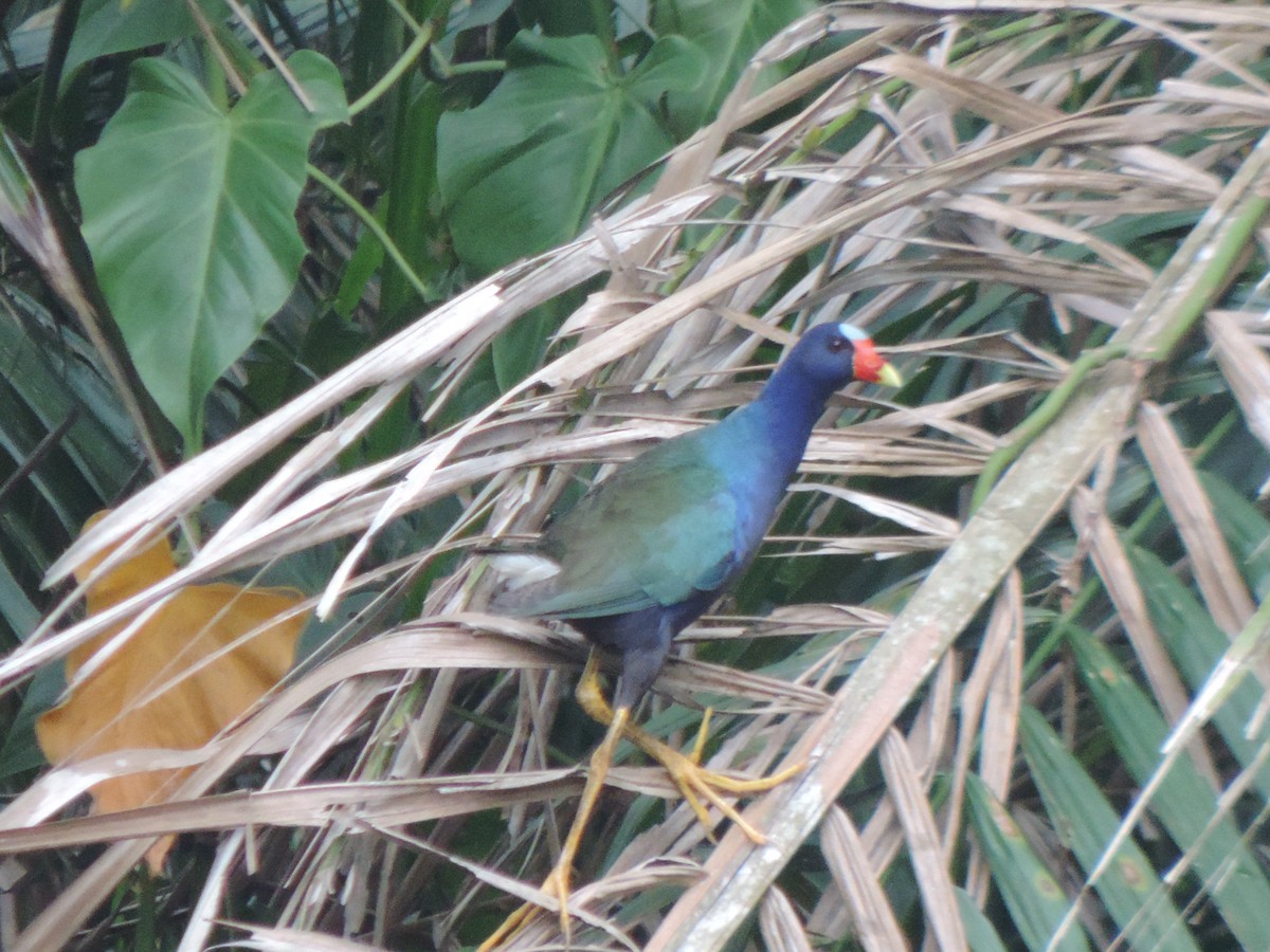 Purple Gallinule - ML492981671