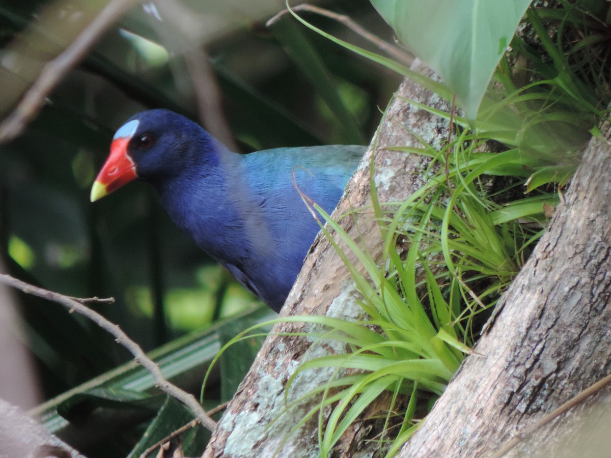 Purple Gallinule - ML492981681