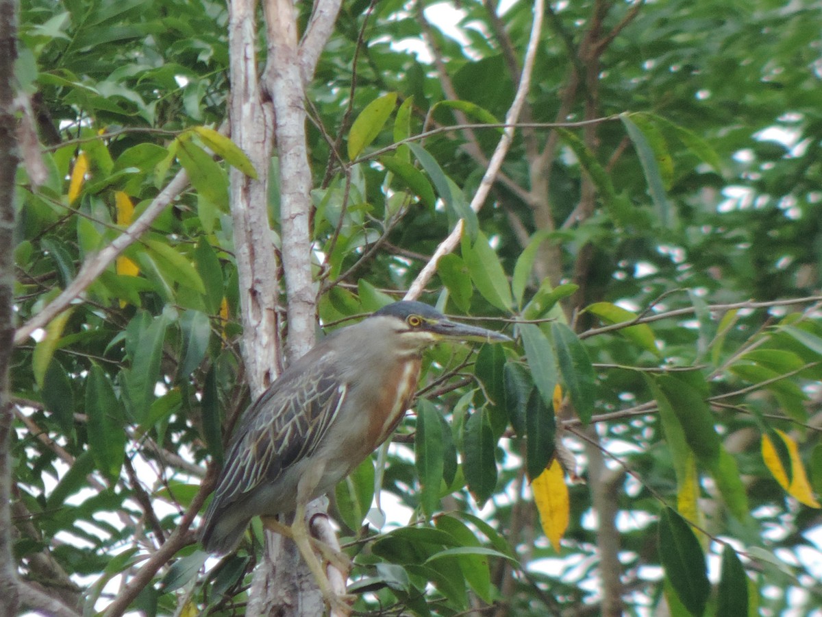 Striated Heron - ML492981791