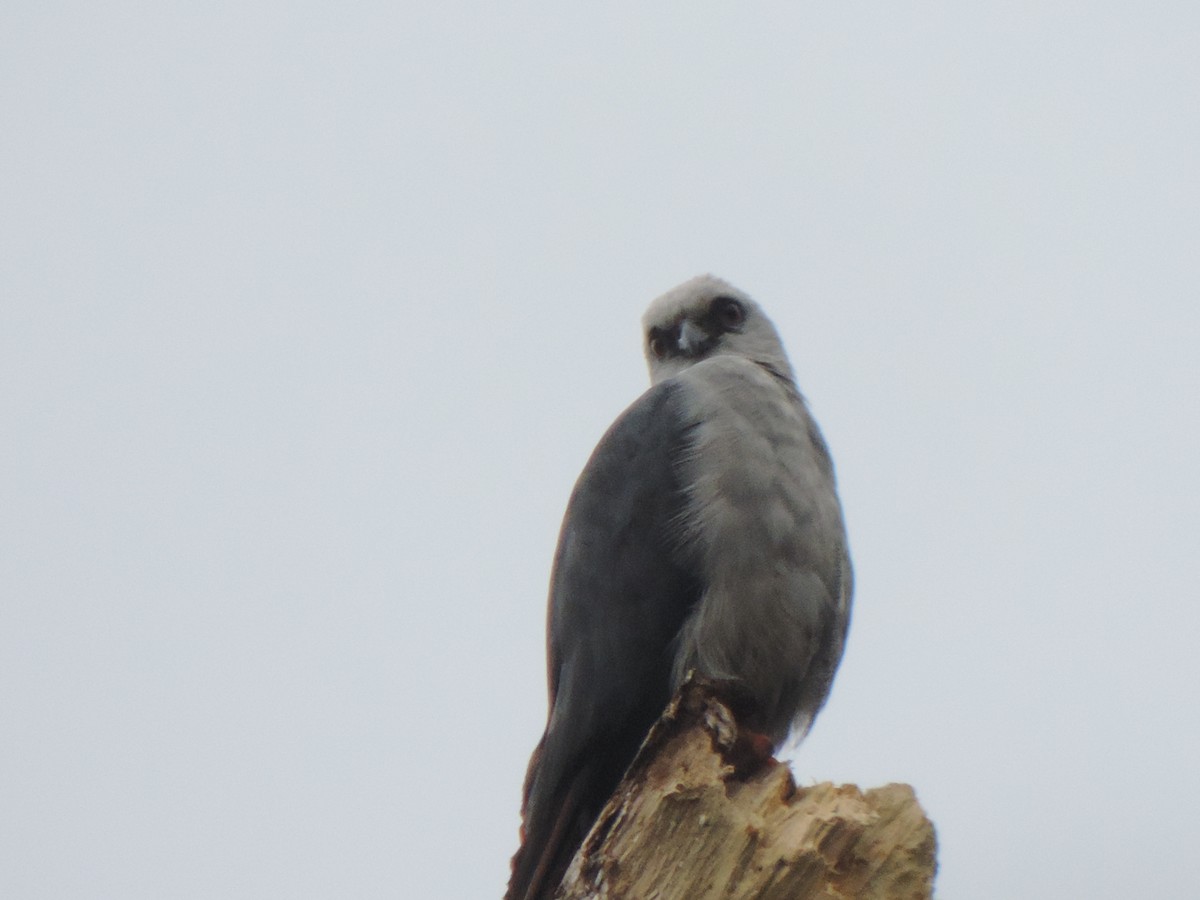Plumbeous Kite - ML492981811