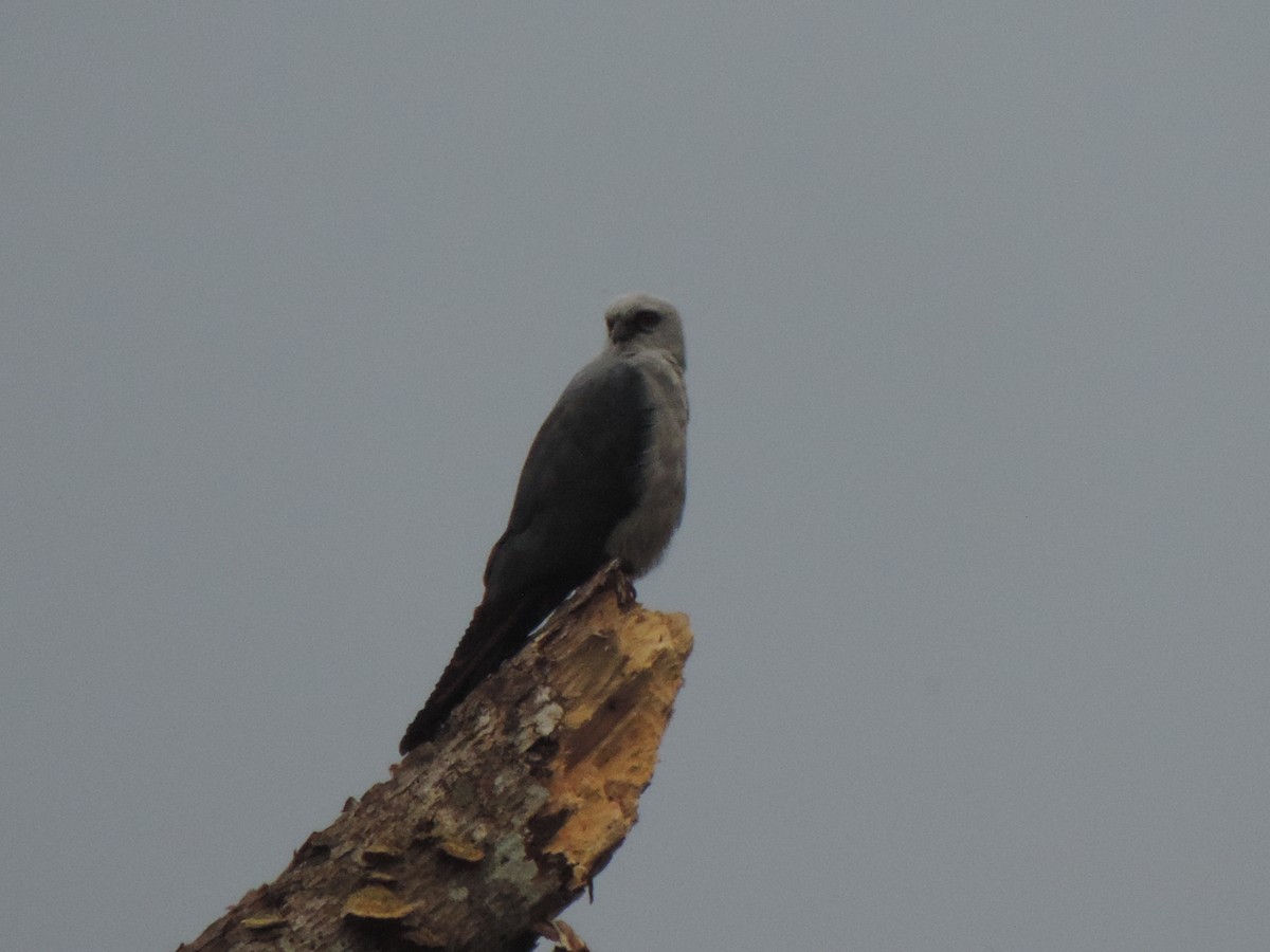 Plumbeous Kite - ML492981821