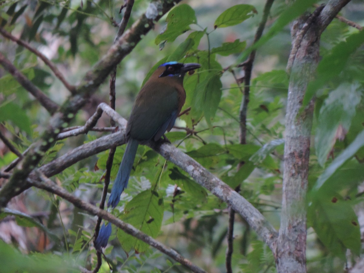 Whooping Motmot - ML492981941