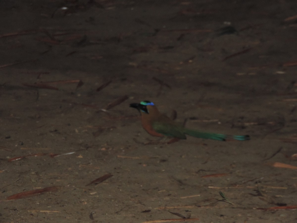 Whooping Motmot - ML492981951