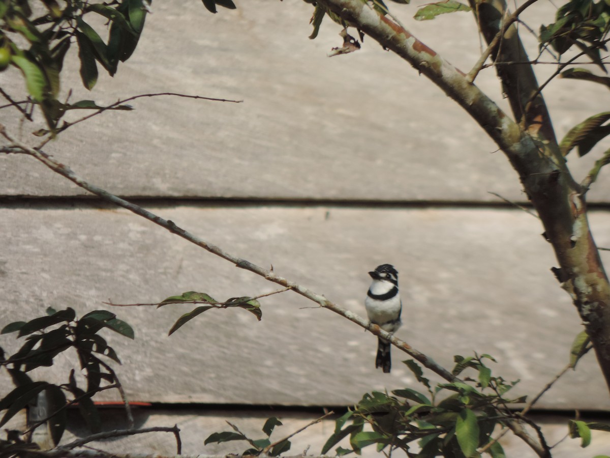 Pied Puffbird - ML492982071