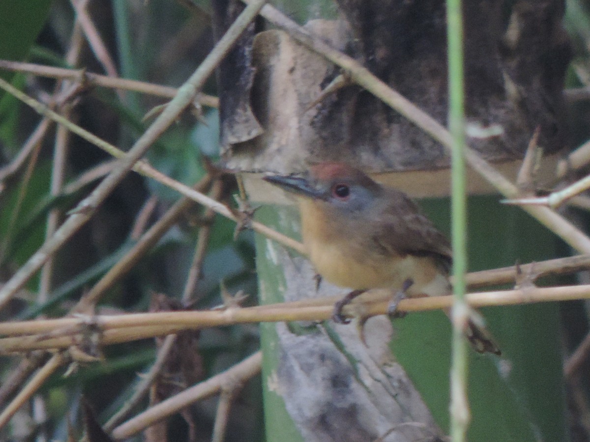 Gray-cheeked Nunlet - ML492982121