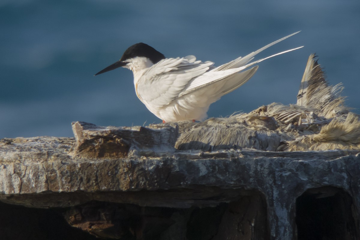 Roseate Tern - ML49298221