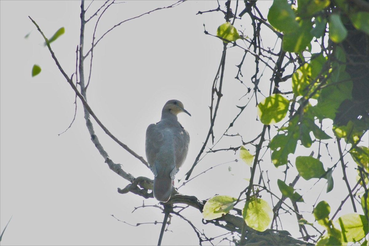 White-winged Dove - ML492982211