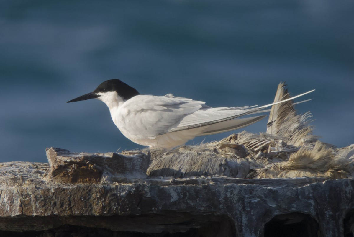 Roseate Tern - ML49298231