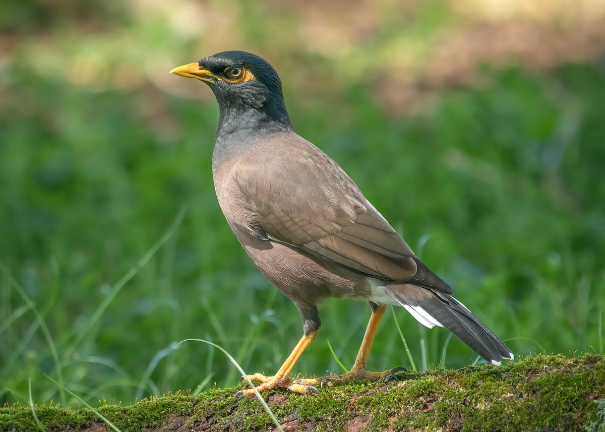 Common Myna - Rick Wilhoit