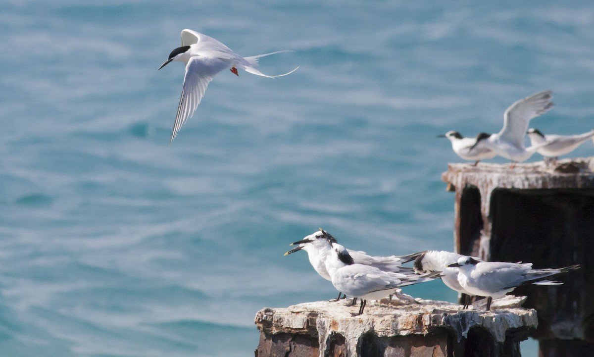 Roseate Tern - ML49298241