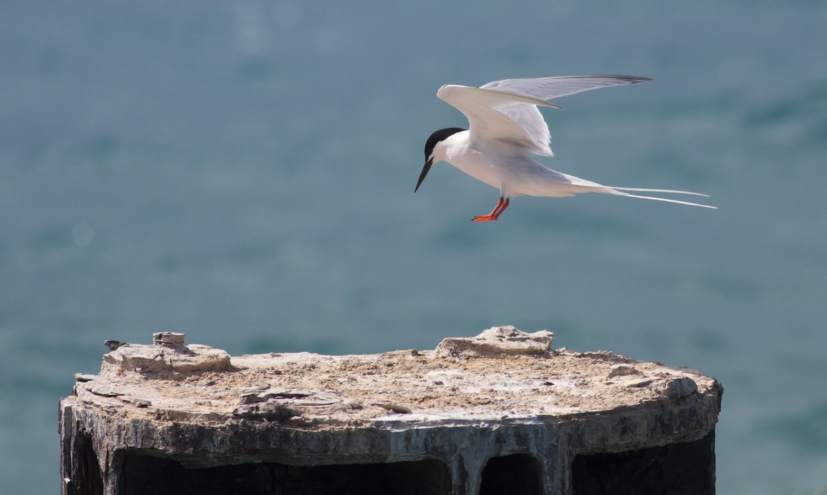 Roseate Tern - ML49298251