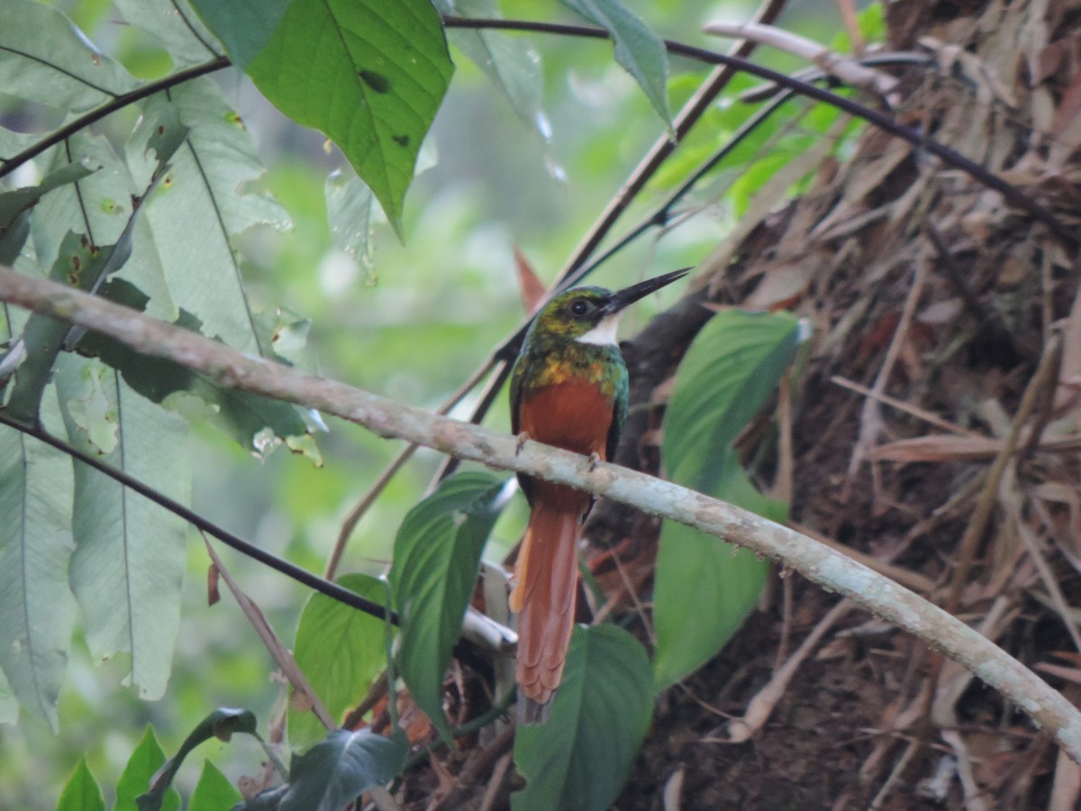 Rufous-tailed Jacamar - ML492982511