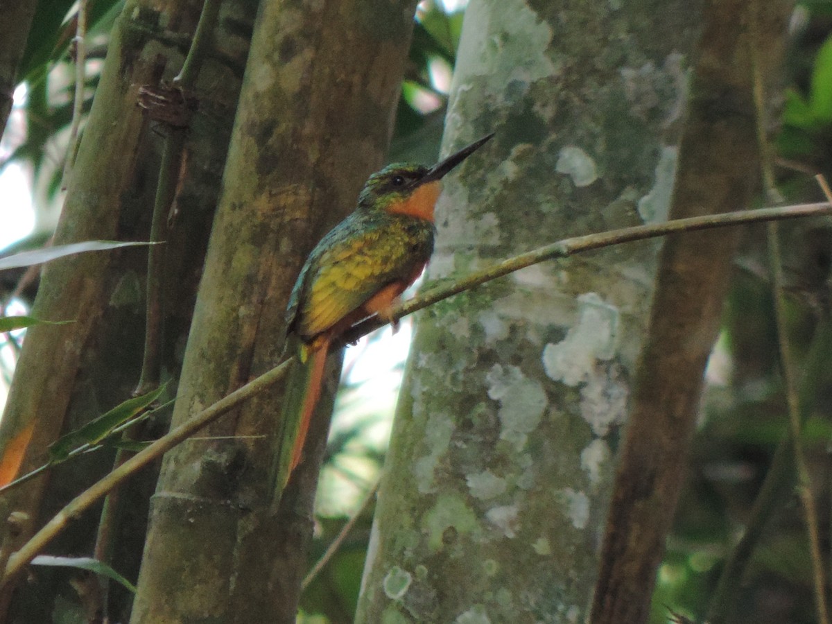 Rufous-tailed Jacamar - ML492982551