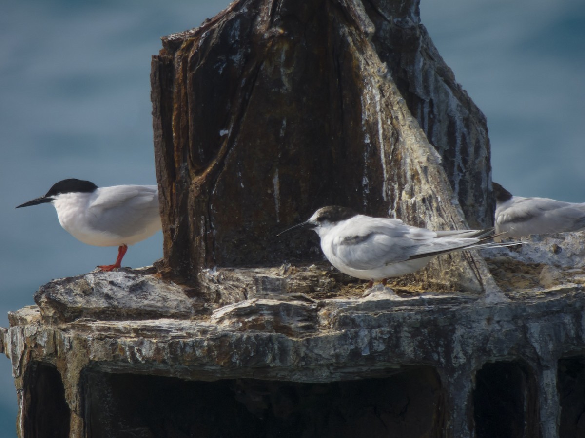 Roseate Tern - ML49298261