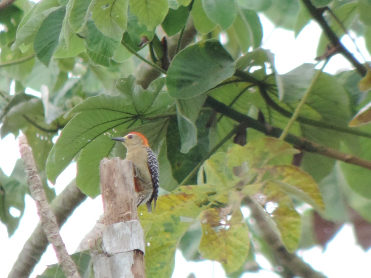 Red-crowned Woodpecker - ML492982621
