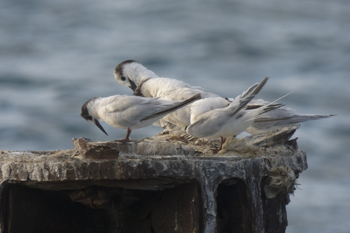 Roseate Tern - Michael Todd