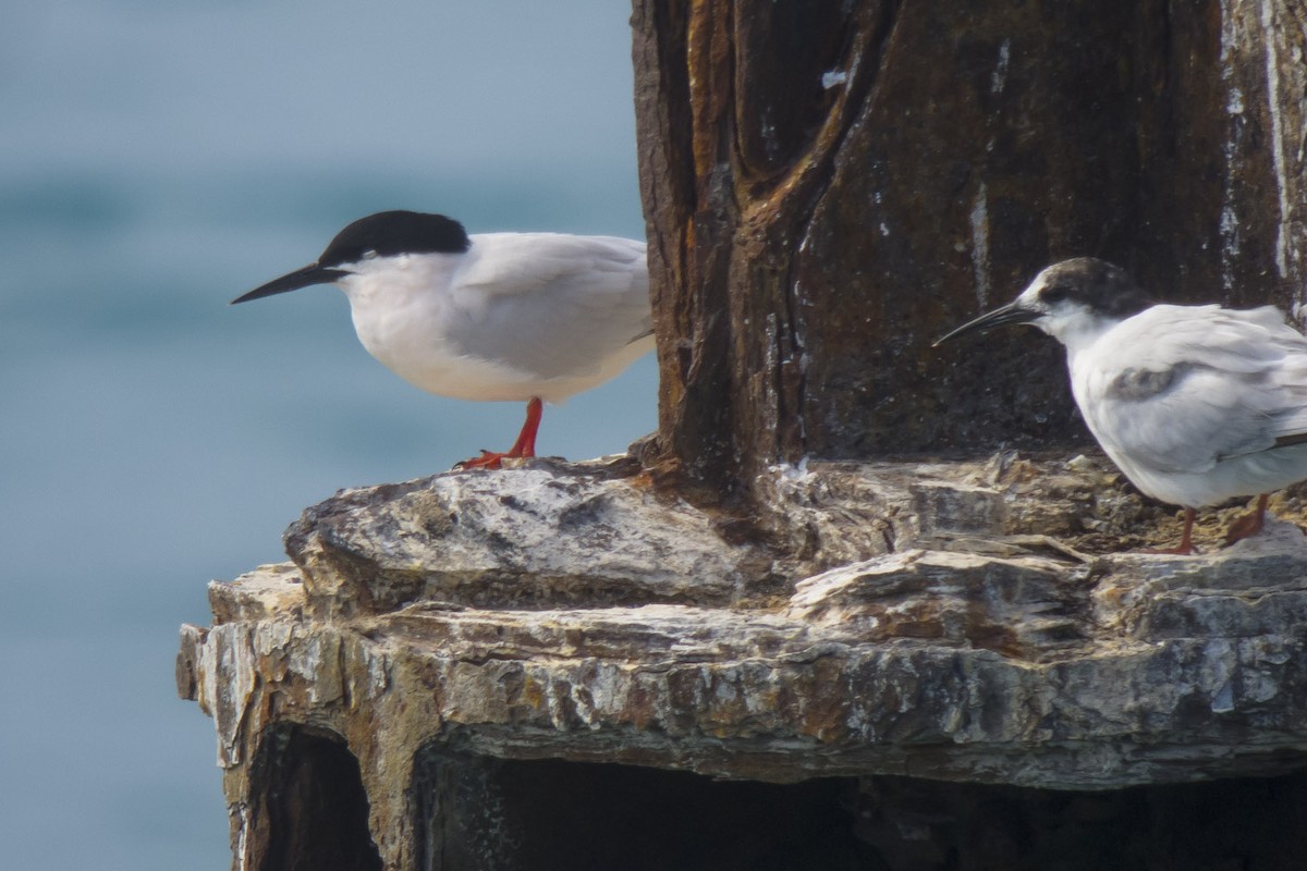 Roseate Tern - ML49298281