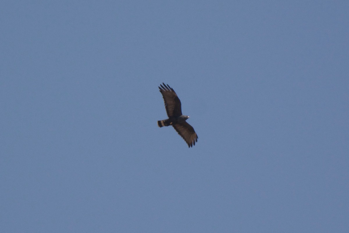 Zone-tailed Hawk - ML49298301