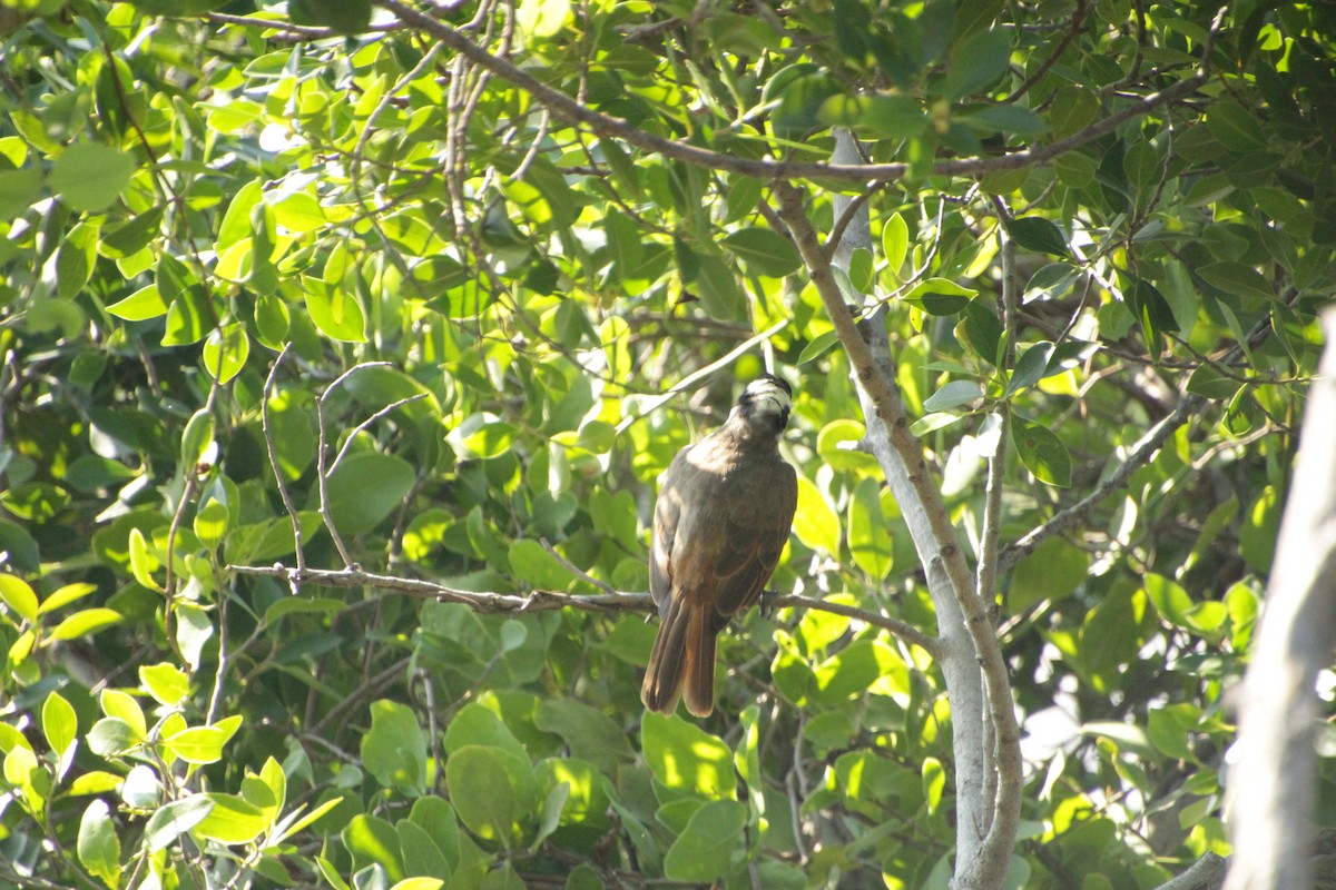 Great Kiskadee - ML492983031