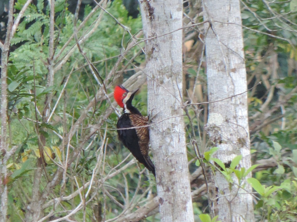 Crimson-crested Woodpecker - ML492983041