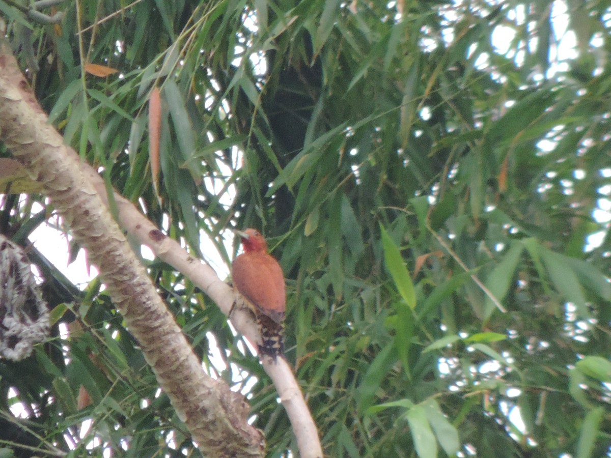 Cinnamon Woodpecker - ML492983081