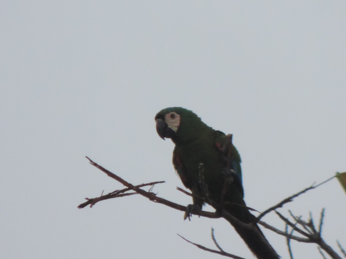 Chestnut-fronted Macaw - ML492983111