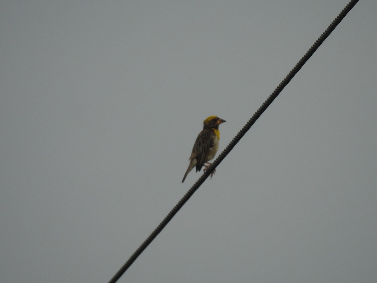 Baya Weaver - ML492983181