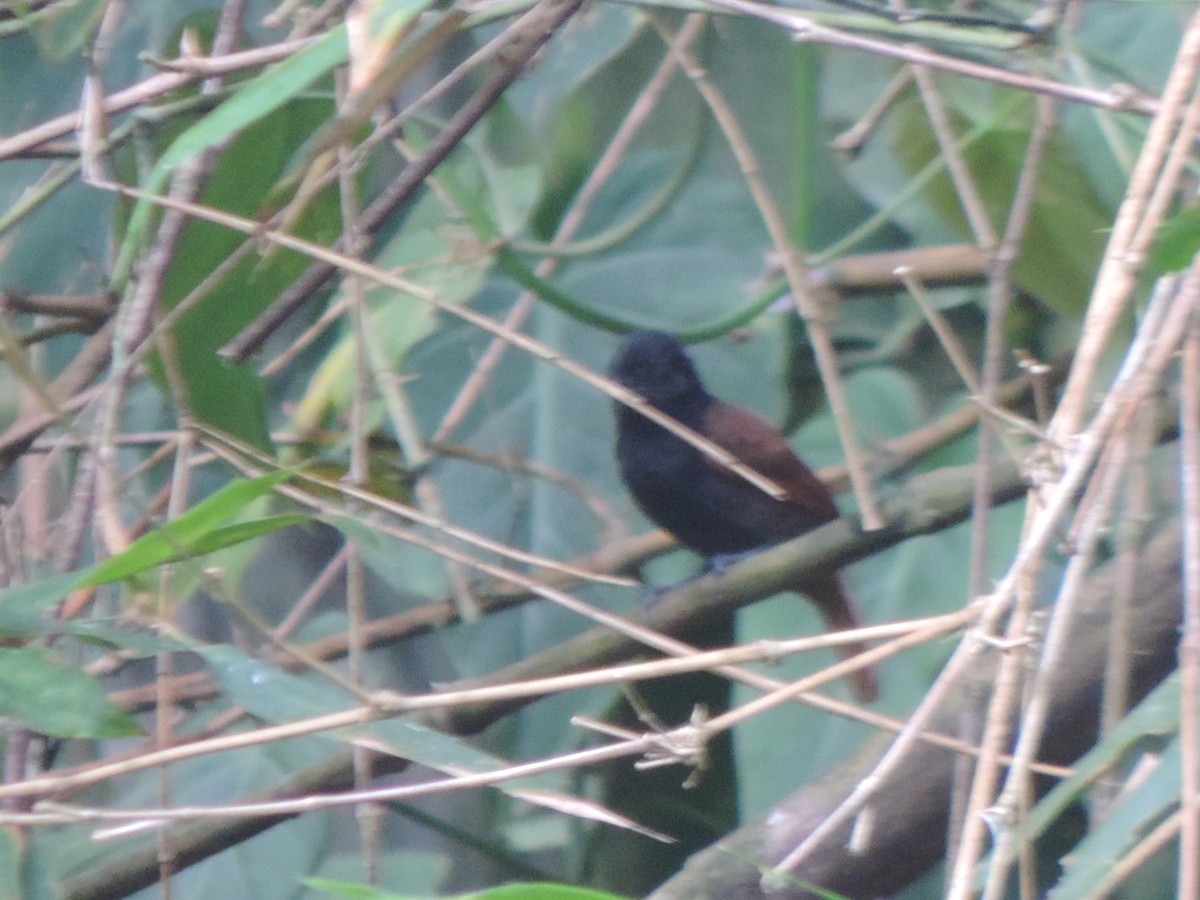Black Antshrike - ML492983191
