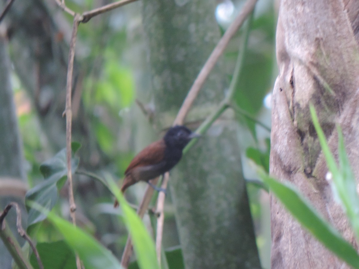 Black Antshrike - ML492983201