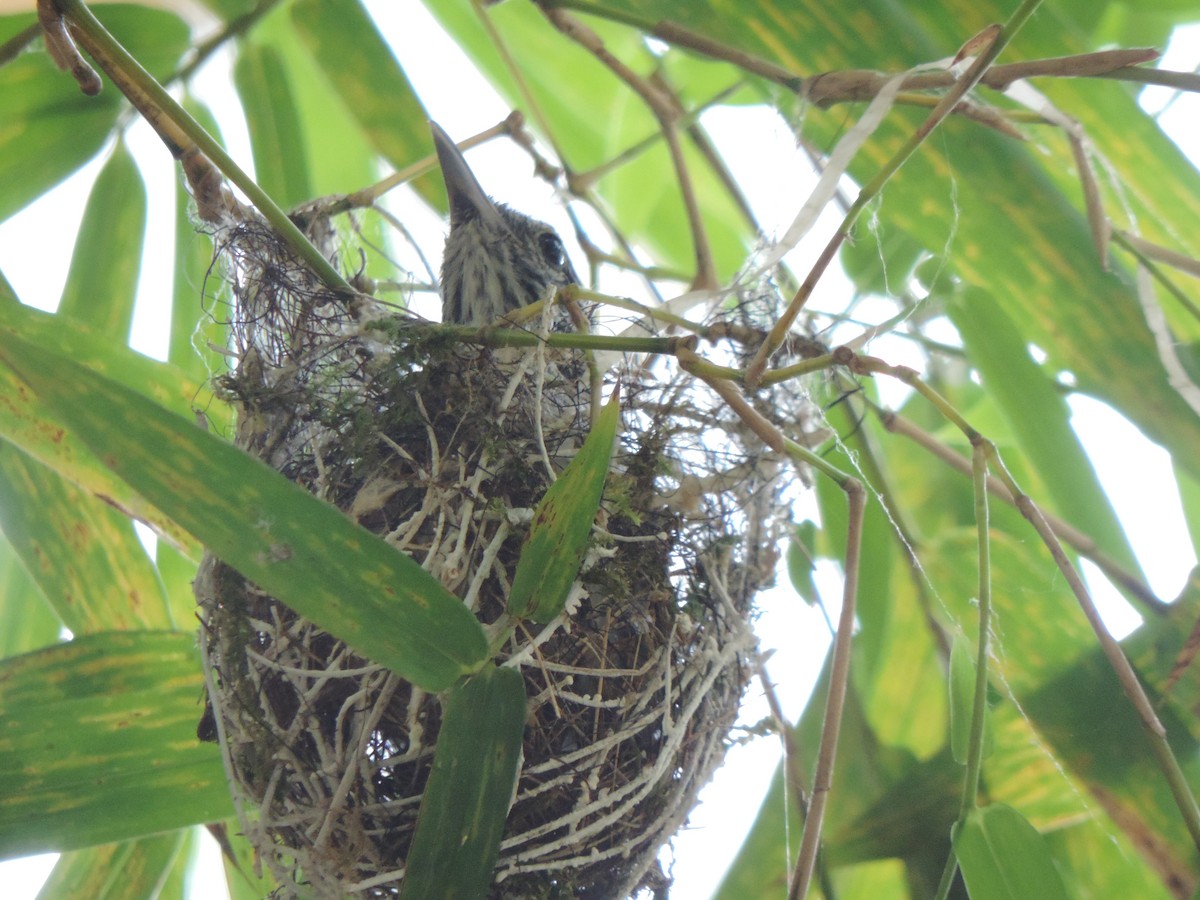 Pacific Antwren - ML492983291