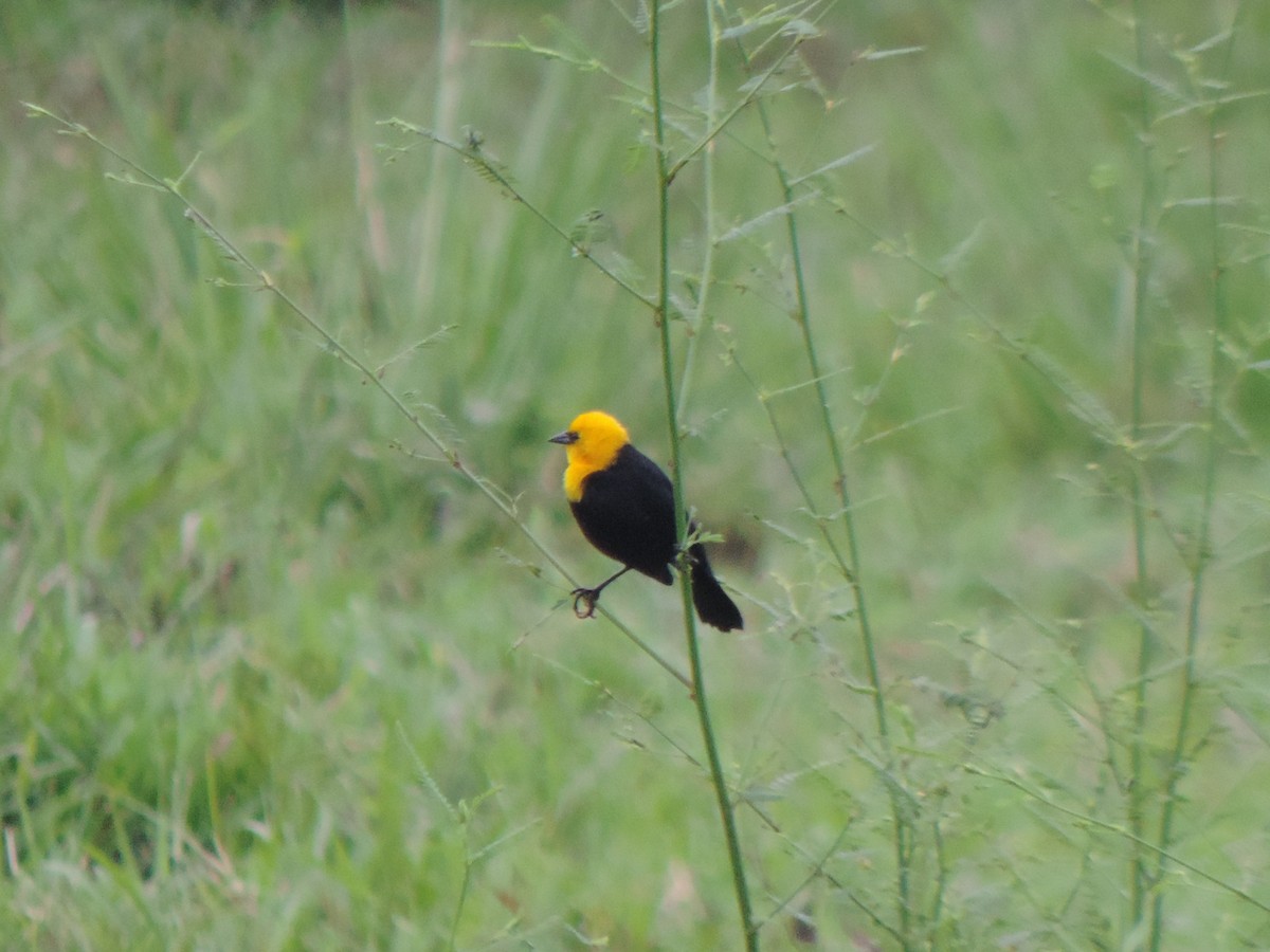 Yellow-hooded Blackbird - ML492983371