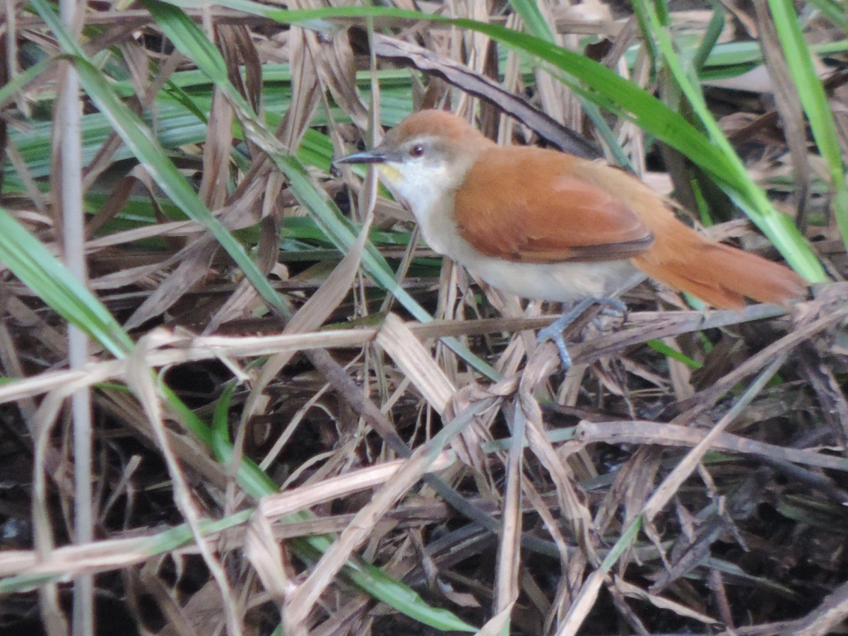 Yellow-chinned Spinetail - ML492983581