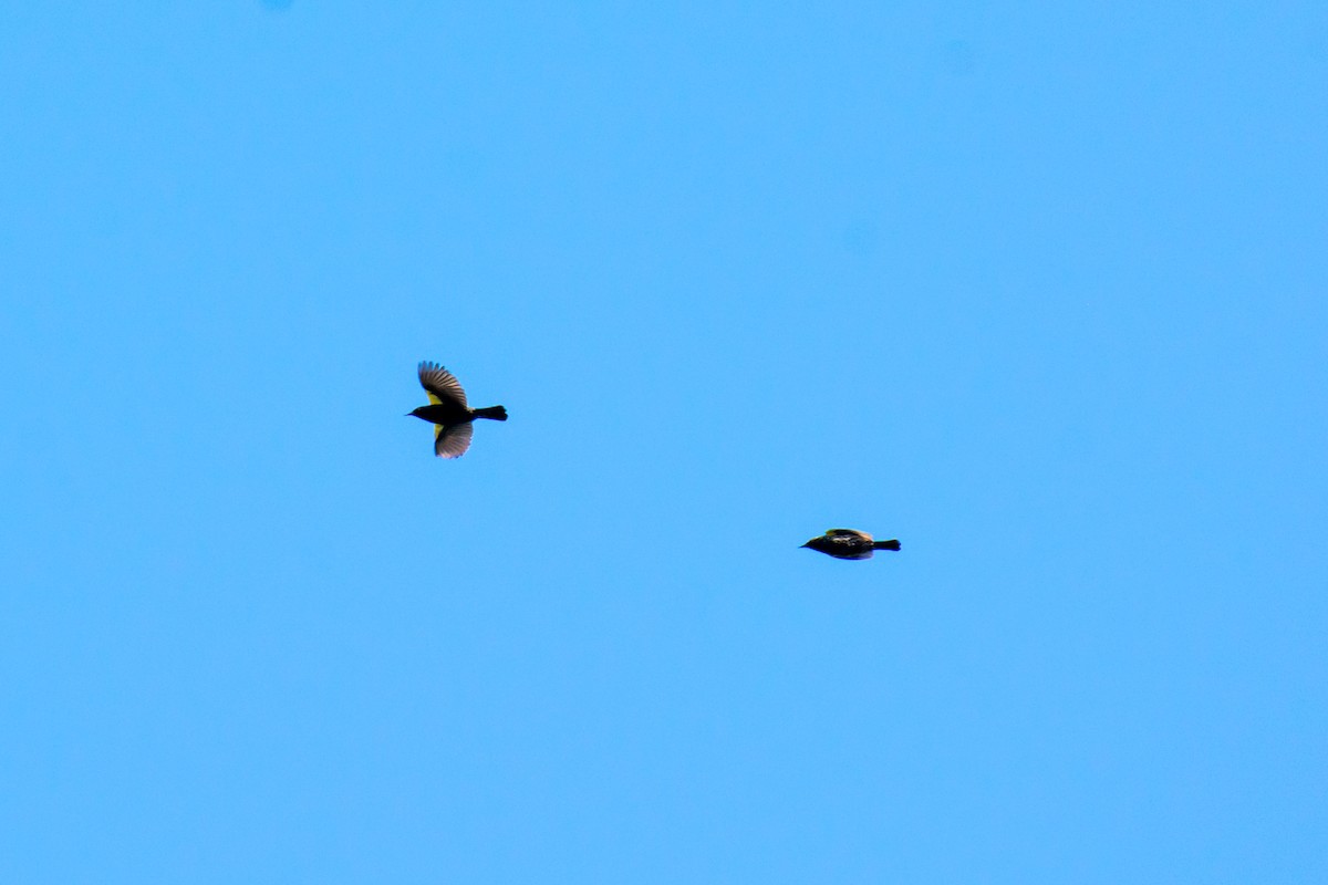 Yellow-winged Blackbird - ML492983591