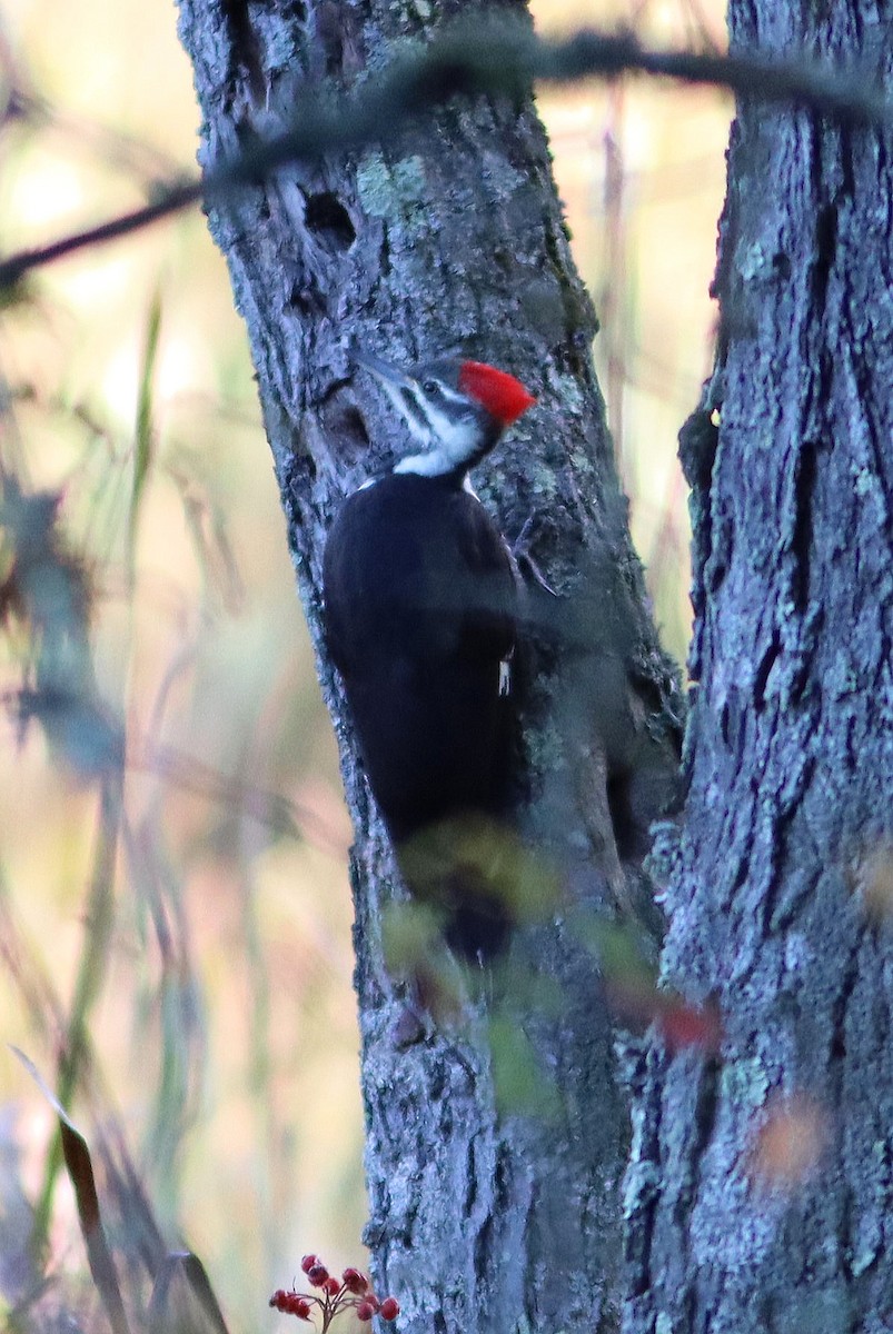 Pileated Woodpecker - ML492983691