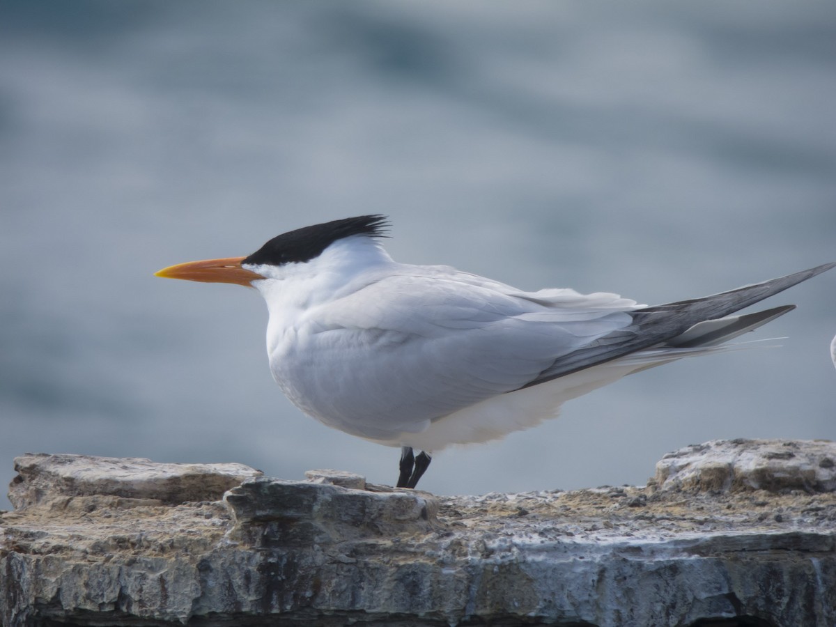 Royal Tern - ML49298371