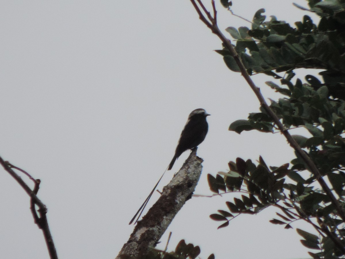 Long-tailed Tyrant - ML492983711