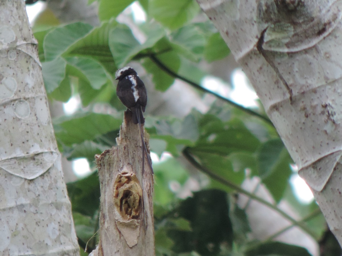 Long-tailed Tyrant - ML492983721