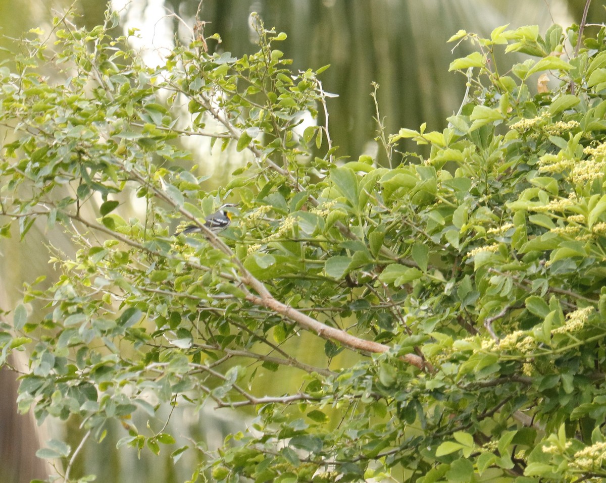 Yellow-throated Warbler - Carlos Juárez Peña