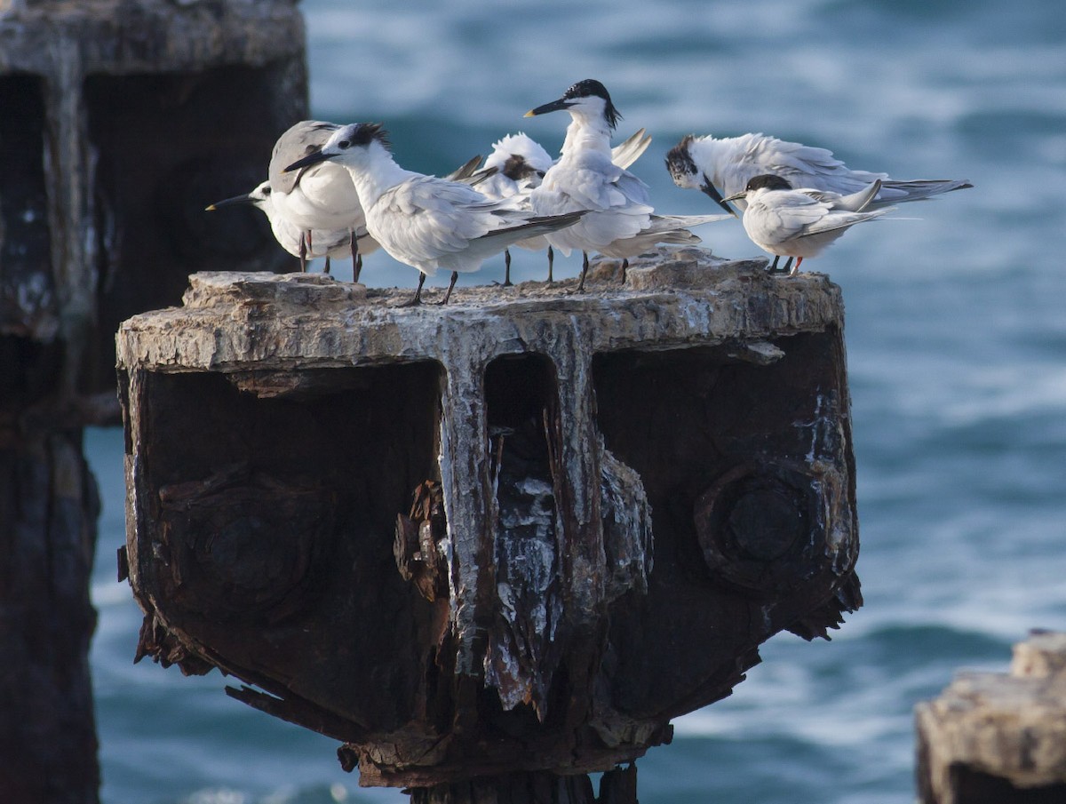 Sandwich Tern - ML49298461