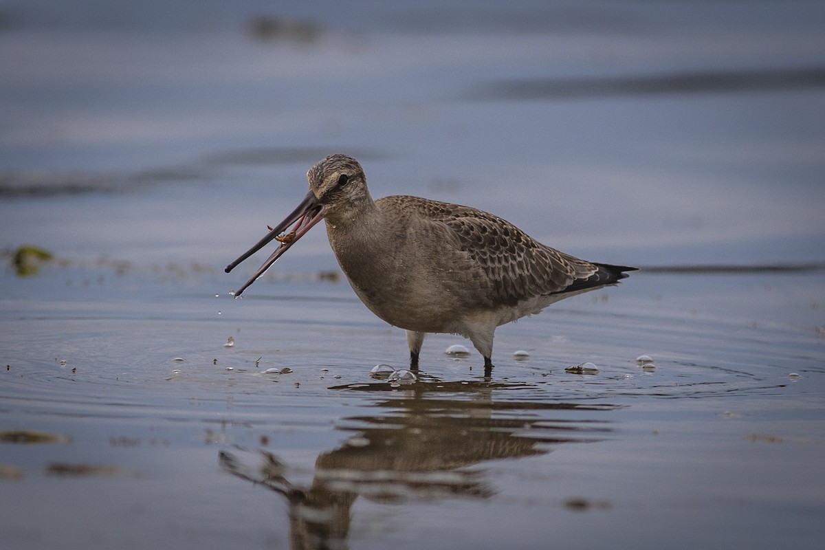 Hudsonian Godwit - Adam Farid