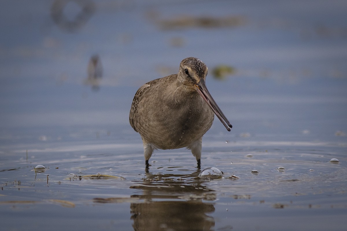 Hudsonian Godwit - Adam Farid