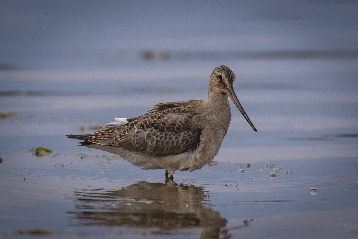 Hudsonian Godwit - Adam Farid