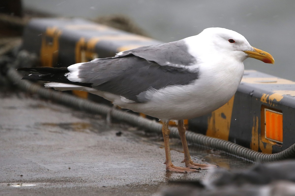 Lesser Black-backed Gull (taimyrensis) - ML492985201